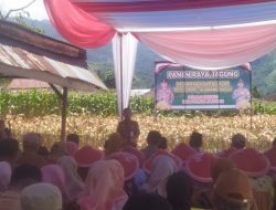 Bupati Kerinci Hadiri Panen Raya Jagung di Polsek Air Hangat