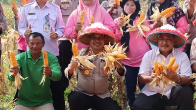 Dukung Program Ketahanan Pangan, Kapolres Bungo dan TPHP Panen Raya Jagung