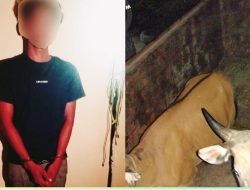 Maling Sapi Ditangkap Polsek Sumay, Kerugian Puluhan Juta Rupiah