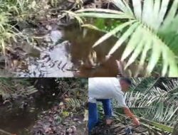 Diduga Limbah PT BMM Cemari Lingkungan