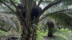 Pentingnya Pengelolaan Piringan Kelapa Sawit untuk Meningkatkan Produktivitas Kebun