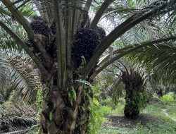 Pentingnya Pengelolaan Piringan Kelapa Sawit untuk Meningkatkan Produktivitas Kebun
