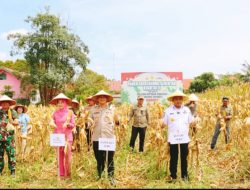 Panen Jagung, Kapolres Tebo Apresiasi Petani Dukung Ketahanan Pangan