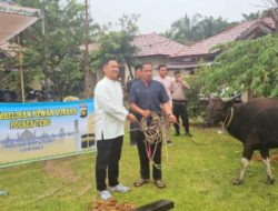 Polres Tebo Sembelih Hewan Kurban Sapi dan Kambing, Momen Idul Adha 1446 H