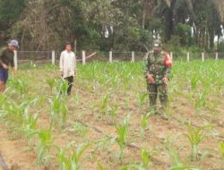 Dukung Ketahanan Pangan, Sertu Heri Pantau Tanaman Jagung di Sari Mulya