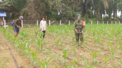 Dukung Ketahanan Pangan, Sertu Heri Pantau Tanaman Jagung di Sari Mulya