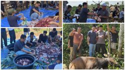 Rayakan Idul Adha di Dusun Sungai Gurun, Muhammad Adani Sembelih Dua Ekor Sapi