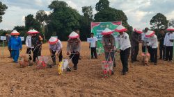 Polres Bungo Dukung Penuh Ketahanan Pangan Nasional dengan Tanam Jagung