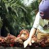 Warga Resah, Aksi Pencurian di Desa Muara Niro Makin Marak