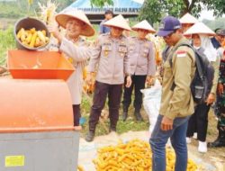 Panen Jagung, Kapolres Tebo: Polri Siap Dukung Program Ketahanan Pangan