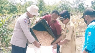 BKTM Aiptu Dadan Juanda Bantu Memipil Jagung Petani, Dukung Ketahanan Pangan