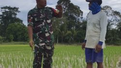 Kedekatan Babinsa Bersama Petani Terlihat Saat Komsos