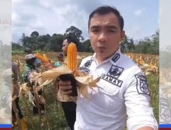 Panen Jagung Hibrida 1,5 Hektar di Tanjung Agung, Camat Camat Muko-Muko Batin VII Dorong Ketahanan Pangan Desa