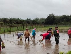 Babinsa Turun ke Sawah Dampingi Petani di Bungo, Ketahanan Pangan Makin Kuat