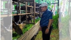 Rektor UIN STS Jambi Tinjau Hewan Kurban, Pastikan Kualitas dan Kelayakan