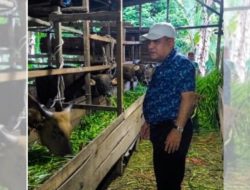 Rektor UIN STS Jambi Tinjau Hewan Kurban, Pastikan Kualitas dan Kelayakan