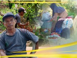 Kisah Inspiratif Warga Bungo, Sulap Lahan Kosong Jadi Ladang Rupiah dari Tanaman Lengkuas