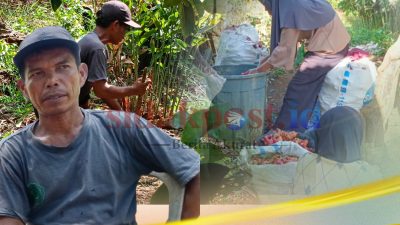 Kisah Warga Bungo Mengubah Lahan Kosong Menjadi Sumber Rupiah