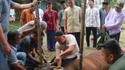 Kodim 0416/Bute Sembelih 4 Ekor Sapi Kurban, 350 Paket Daging Dibagikan ke Warga dan Prajurit