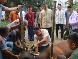 Kodim 0416/Bute Sembelih 4 Ekor Sapi Kurban, 350 Paket Daging Dibagikan ke Warga dan Prajurit