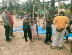 Sinergi Tiga Pilar Desa Pantau Penyembelihan 16 Ekor Sapi Kurban di Sidorejo