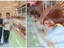 Dusun Tebing Tinggi Kembangkan Budidaya Ayam Petelur Program Ketahanan Pangan
