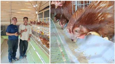 Dusun Tebing Tinggi Kembangkan Budidaya Ayam Petelur Program Ketahanan Pangan
