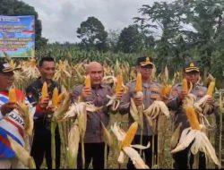 Panen Raya Jagung di Bungo, Wujud Dukungan Ketahanan Pangan