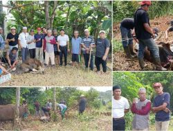 Potong 3 Sapi Kurban, Intip Kekompakan Warga RT 19 Jaya Setia di Hari Raya Idul Adha