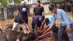IKAB Muara Bungo Sembelih 7 Ekor Sapi Kurban