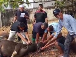 IKAB Muara Bungo Sembelih 7 Ekor Sapi Kurban