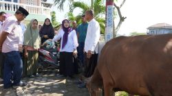 Hj. Hesti Haris bersama BKMT dan Posyandu Serahkan Hewan Kurban di Desa Tangkit dan Kelurahan Kasang