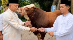 Pemkab Tebo Serahkan Bantuan Sapi Kurban Presiden RI ke Masjid Al Huda Rimbo Bujang