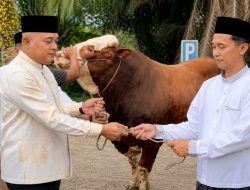Pemkab Tebo Serahkan Bantuan Sapi Kurban Presiden RI ke Masjid Al Huda Rimbo Bujang