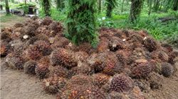 Harga Sawit di Kuamang Anjlok, Petani Keluhkan Penurunan Drastis