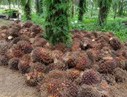 Harga Sawit di Kuamang Anjlok, Petani Keluhkan Penurunan Drastis