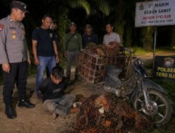 Komplotan Pencuri Sawit yang Resahkan Warga Tebo Akhirnya Ditangkap