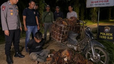 Komplotan Pencuri Sawit yang Resahkan Warga Tebo Akhirnya Ditangkap