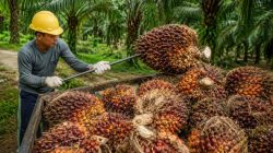 Manajemen Kebun Kelapa Sawit Jadi Kunci Tingkatkan Produktivitas dan Keuntungan Petani
