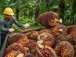 Manajemen Kebun Kelapa Sawit Jadi Kunci Tingkatkan Produktivitas dan Keuntungan Petani