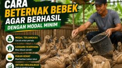 Cara Beternak Bebek agar Berhasil dengan Modal Minim, Cocok untuk Pemula