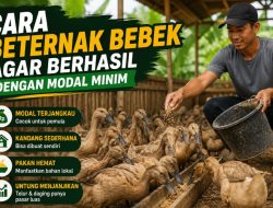 Cara Beternak Bebek agar Berhasil dengan Modal Minim, Cocok untuk Pemula