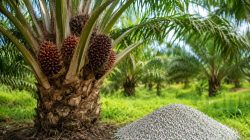 Manfaat Pupuk Borate untuk Kelapa Sawit dan Cara Penggunaannya agar Produksi Maksimal