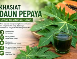Khasiat Daun Pepaya untuk Kesehatan: Dari Menjaga Pencernaan hingga Meningkatkan Daya Tahan Tubuh