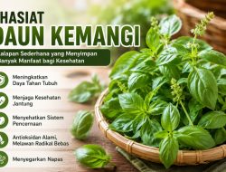 Khasiat Daun Kemangi, Lalapan Sederhana yang Menyimpan Banyak Manfaat bagi Kesehatan