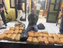 30 Paket Ganja Kering Siap Edar Digagalkan, Diduga Kurir Antar Provinsi Ditangkap di Pasaman Barat