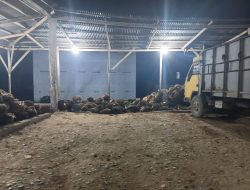 Sawit Tembus Rp3.150, Petani Kuamang Kuning Sumringah