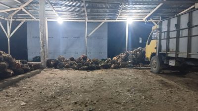Sawit Tembus Rp3.150, Petani Kuamang Kuning Sumringah
