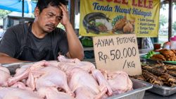 Harga Ayam Potong Tembus Rp50 Ribu per Kilogram, Pedagang Pecel Lele Menjerit