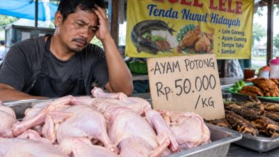 Harga Ayam Potong Tembus Rp50 Ribu per Kilogram, Pedagang Pecel Lele Menjerit